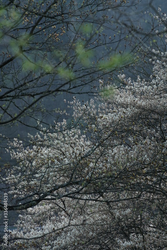 Spring forest backlight seasons specific