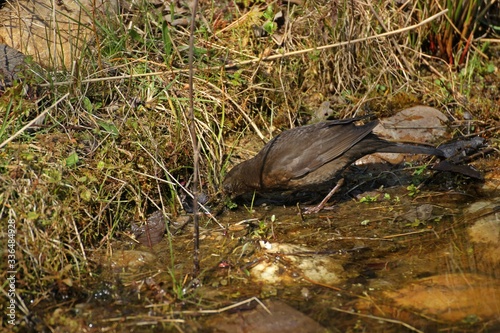 Weibliche Amsel (Turdus merula) sammelt Nistmaterial am Gartenteichufer © Schmutzler-Schaub