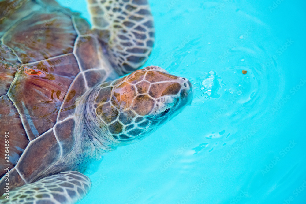 Fototapeta premium Kuba Turtle