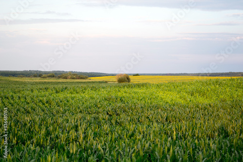 A green field of corn.