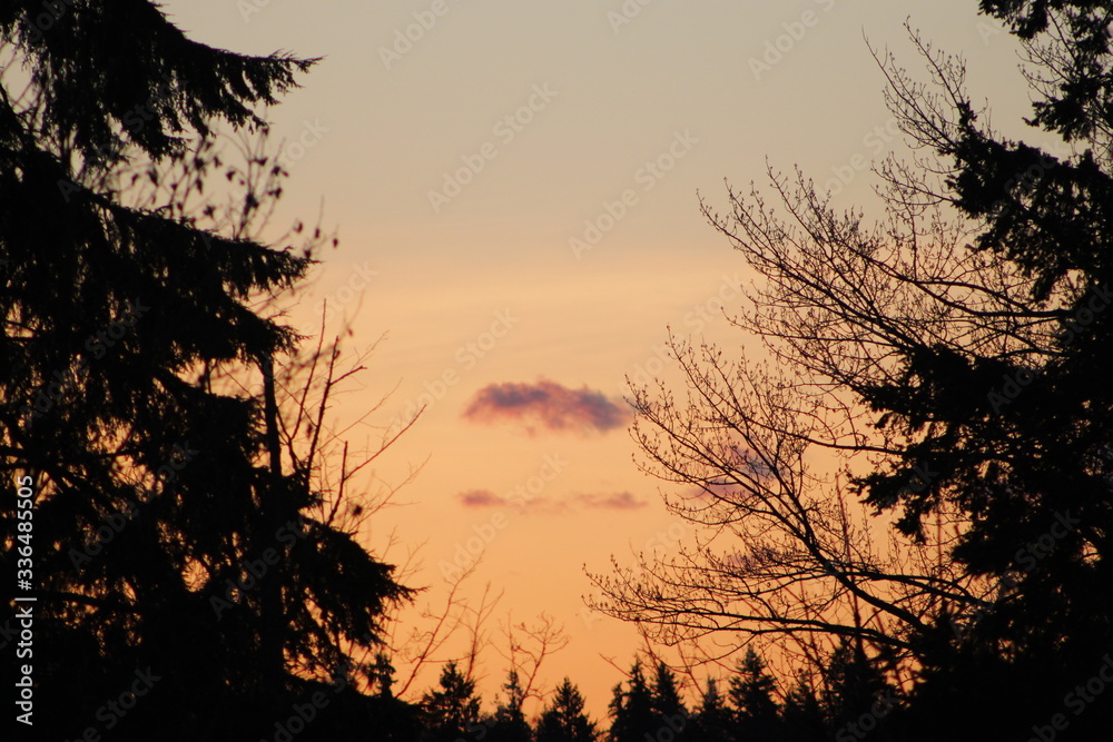 Sunset with a cloud between trees