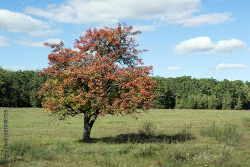 Tree with red and yellow leaves one in the middle of the field
