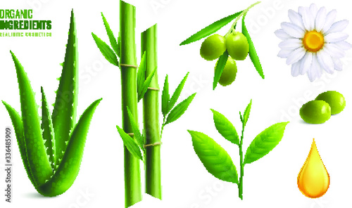 green bamboo leaves, olive