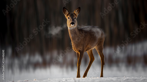 Roe with morning light and breath smoke