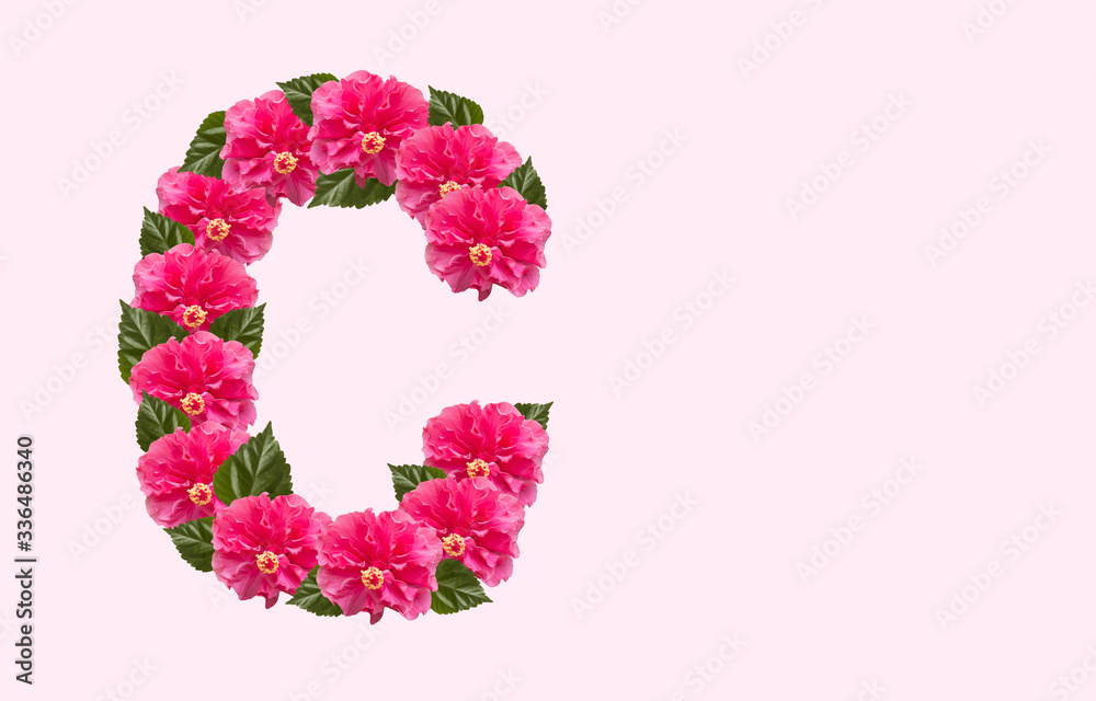 Pink Hibiscus Flower Alphabet C on isolated Background. Beautiful China Rose flower letter. Beautiful Double headed Pink Hibiscus Flower font