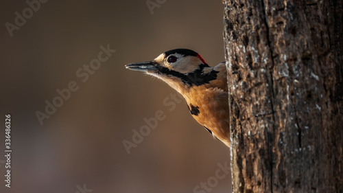 great spotted woodpecker Hide