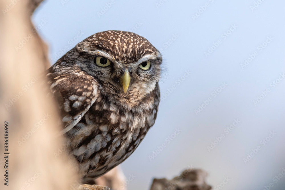 Naklejka premium little owl portrait
