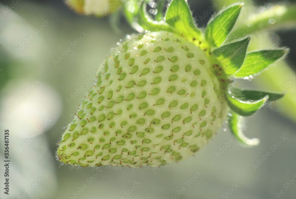 Close up of a green strawberry Close up of a green strawberry