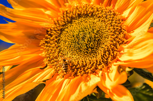 Sonnenblume mit Biene