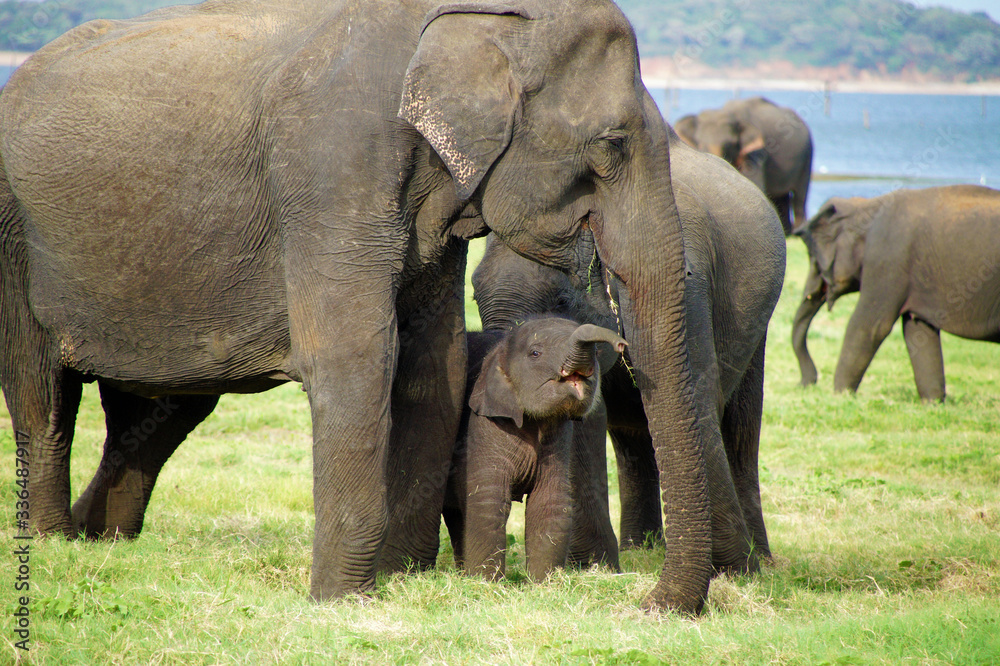 Fototapeta premium elefant