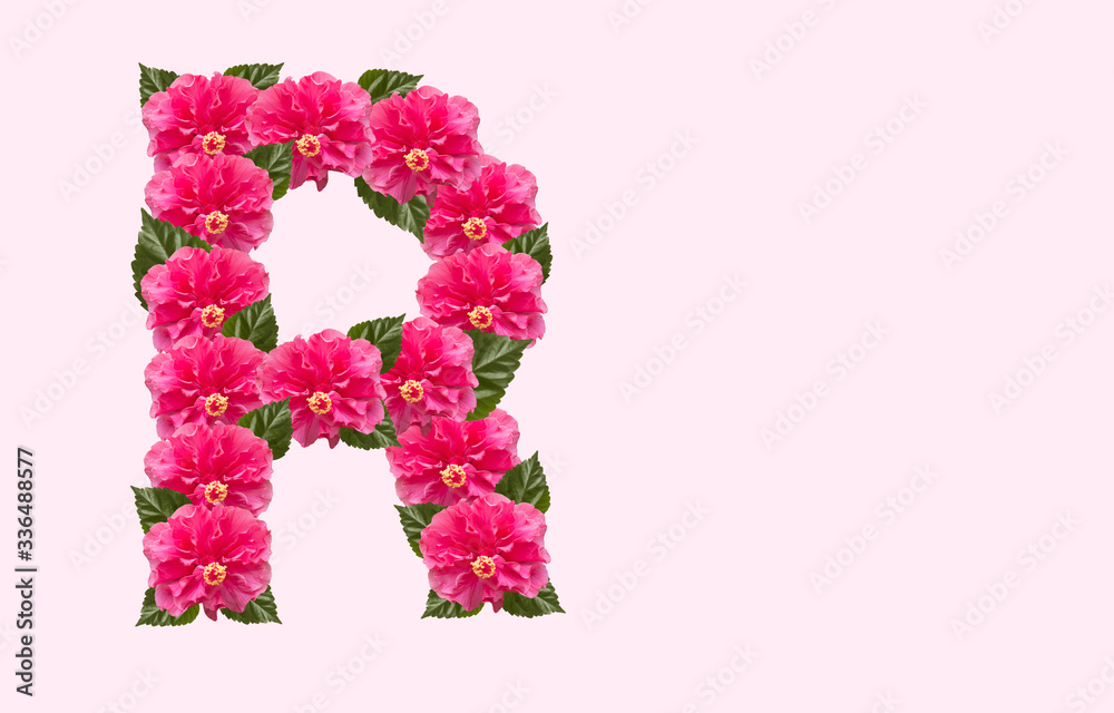 Pink Hibiscus Flower Alphabet R on isolated Background. Beautiful China Rose flower letter. Beautiful Double headed Pink Hibiscus Flower font