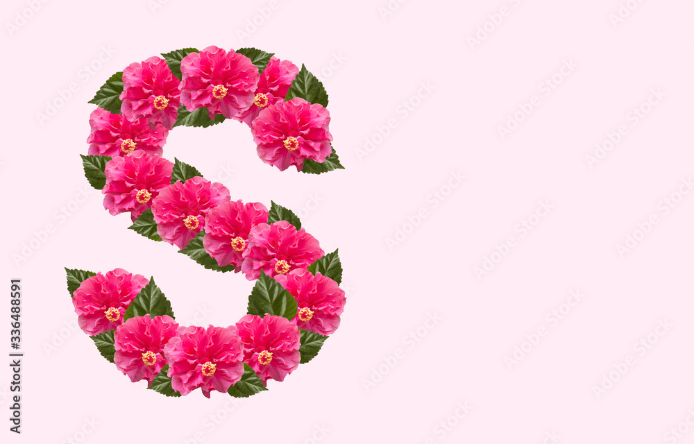Pink Hibiscus Flower Alphabet S on isolated Background. Beautiful China Rose flower letter. Beautiful Double headed Pink Hibiscus Flower font