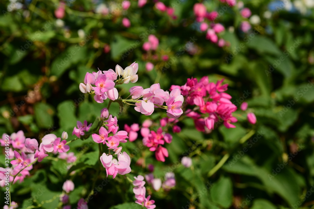 Flowers in the garden that bloom in summer Local flower garden, beautiful garden park Flowers in the garden that bloom in summer Local flower garden, beautiful garden park