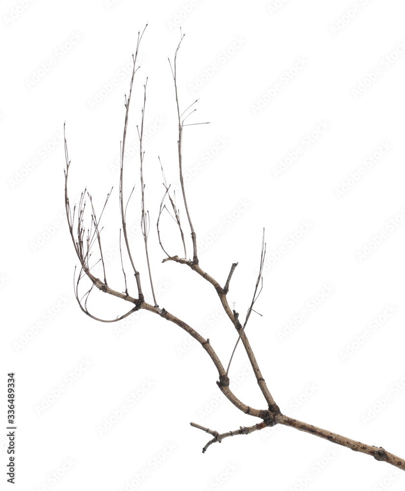 Dry branch tree isolated on white background and texture, clipping path Dry branch tree isolated on white background and texture, clipping path