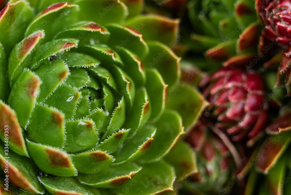 Green and red spiky plant granular Saxifraga. Macro photography. Sunny summer morning. Cute and beautiful close up for wallpaper or photo picture. Green and red spiky plant granular Saxifraga. Macro photography. Sunny summer morning. Cute and beautiful close up for wallpaper or photo picture.