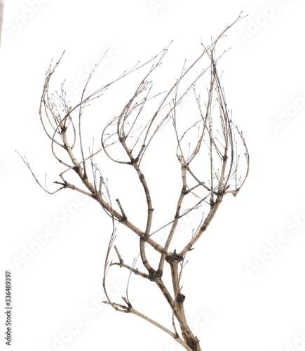 Dry branch tree isolated on white background and texture, clipping path