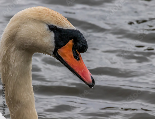Fototapeta Naklejka Na Ścianę i Meble -  swan on the water