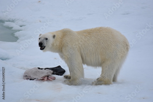 Polar bear in Svalbard Archipelago, Norway