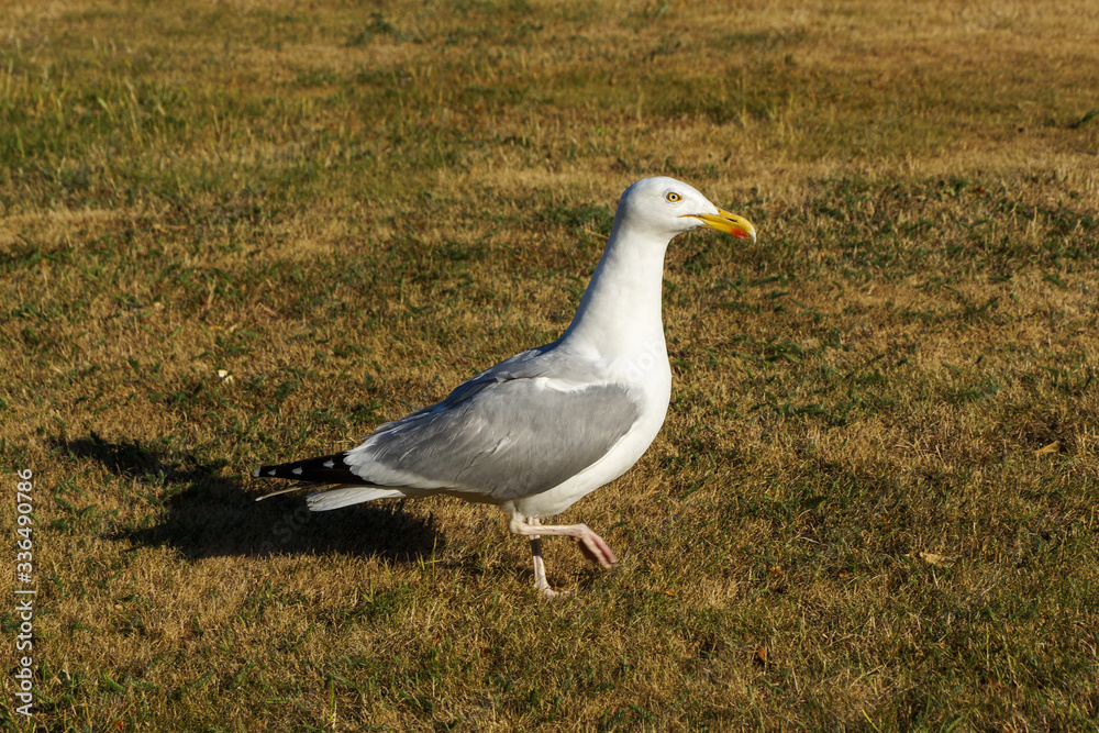 Fototapeta premium a seagull walking in the grass