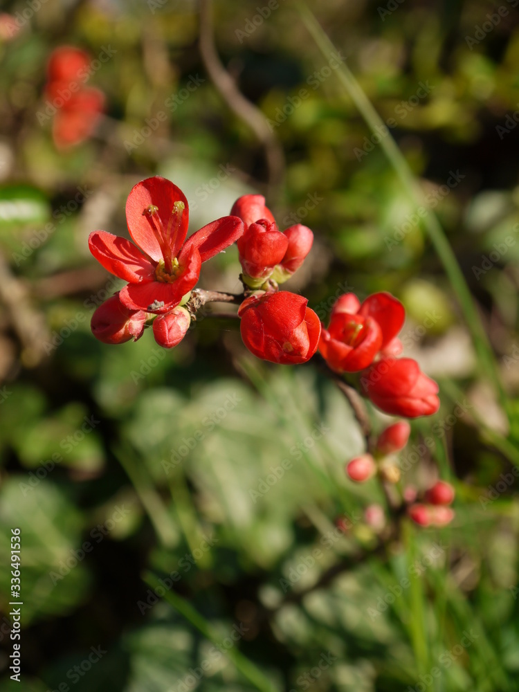 Zierquittenblüten