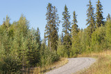 A gravel road in a young forest