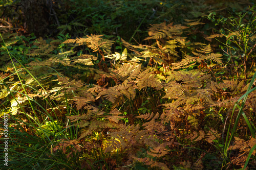 Yellowed fern leaves in the forest photo