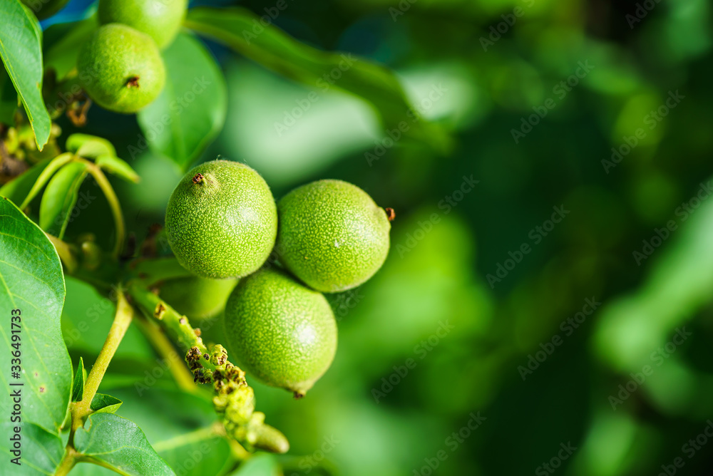 Walnut tree. Walnut branch. Green walnuts. Unripe walnuts. Walnut tree. Walnut branch. Green walnuts. Unripe walnuts.