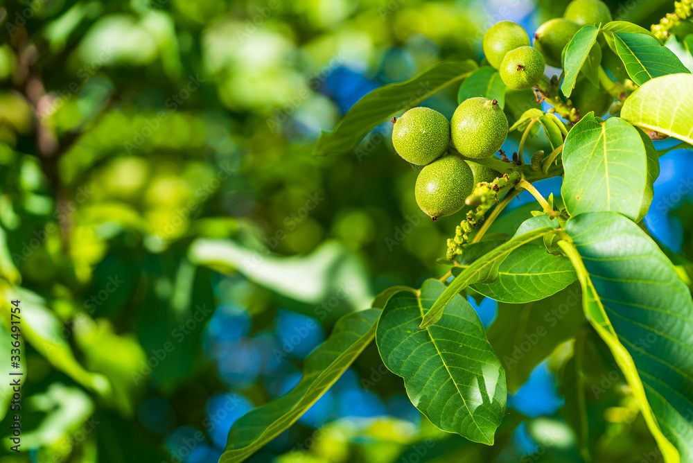 Green walnut fruits among leaves. Sunny spring day. Raw walnut. Walnuts in a green shell.