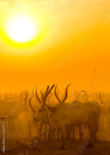 Mundari tribe long horns cows in the cattle camp in the sunset, Central Equatoria, Terekeka, South Sudan photo