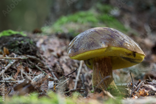 Edible mushroom Bay bolete growing in coniferous forest, closeup view of Imleria badia or brown boletus.