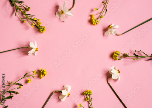 Daffodils lie on a pink background. Circle of flowers. Floral background. Place for your text.