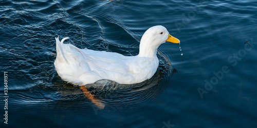 Close up water level view of large white heavy american aylesbury pekin peking donald duck showing white feathers and plumage and yellow beak