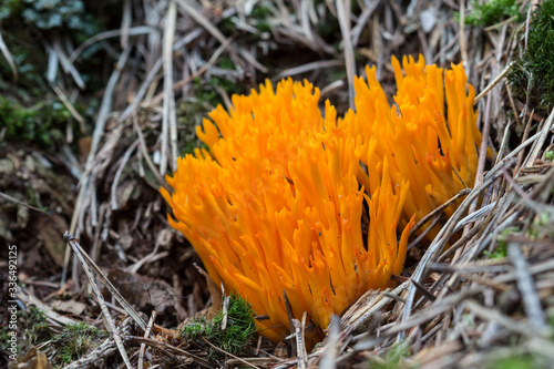 Orange Ramaria fungus. Colorful mushroom. Orange coral mushroom.