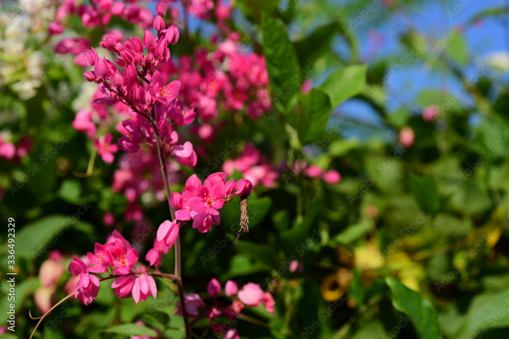 Colorful flowers and morning sunshine	