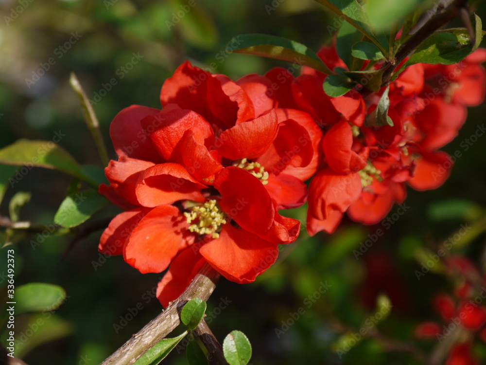 Die Blüten der Zierquitte