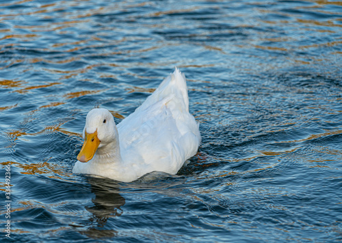 Fotografie Close up water level view of large white heavy american aylesbury pekin peking d
