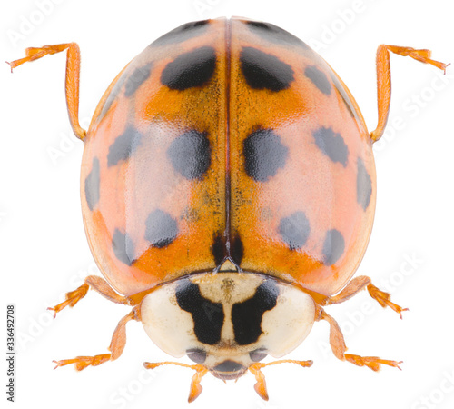 Harmonia axyridis, most commonly known as the harlequin, multicolored Asian, or simply Asian ladybeetle, is a large coccinellid beetle. Dorsal view of Harmonia axyridis isolated on white background. © Anton