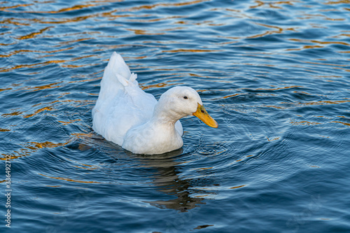Close up water level view of large white heavy american aylesbury pekin peking donald duck showing white feathers and plumage and yellow beak