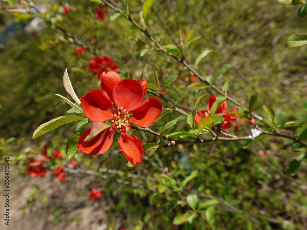 Die Blüten der Zierquitte Die Blüten der Zierquitte