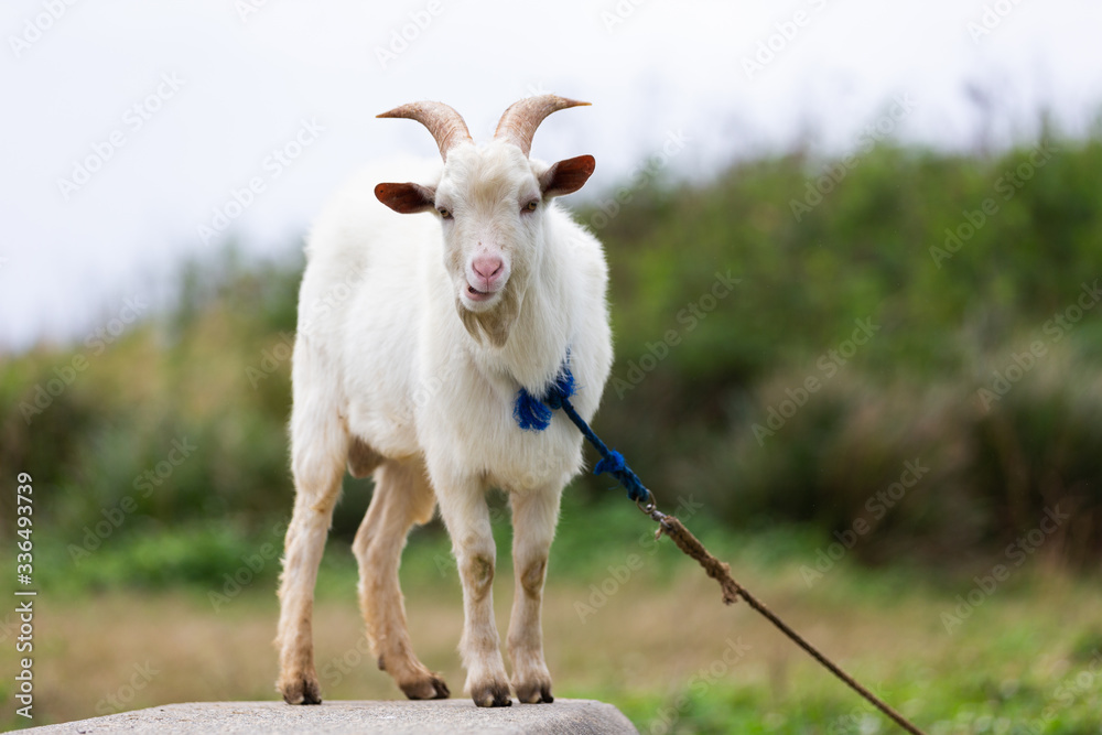 Fototapeta premium 日本の最南端、沖縄県波照間島のヤギ