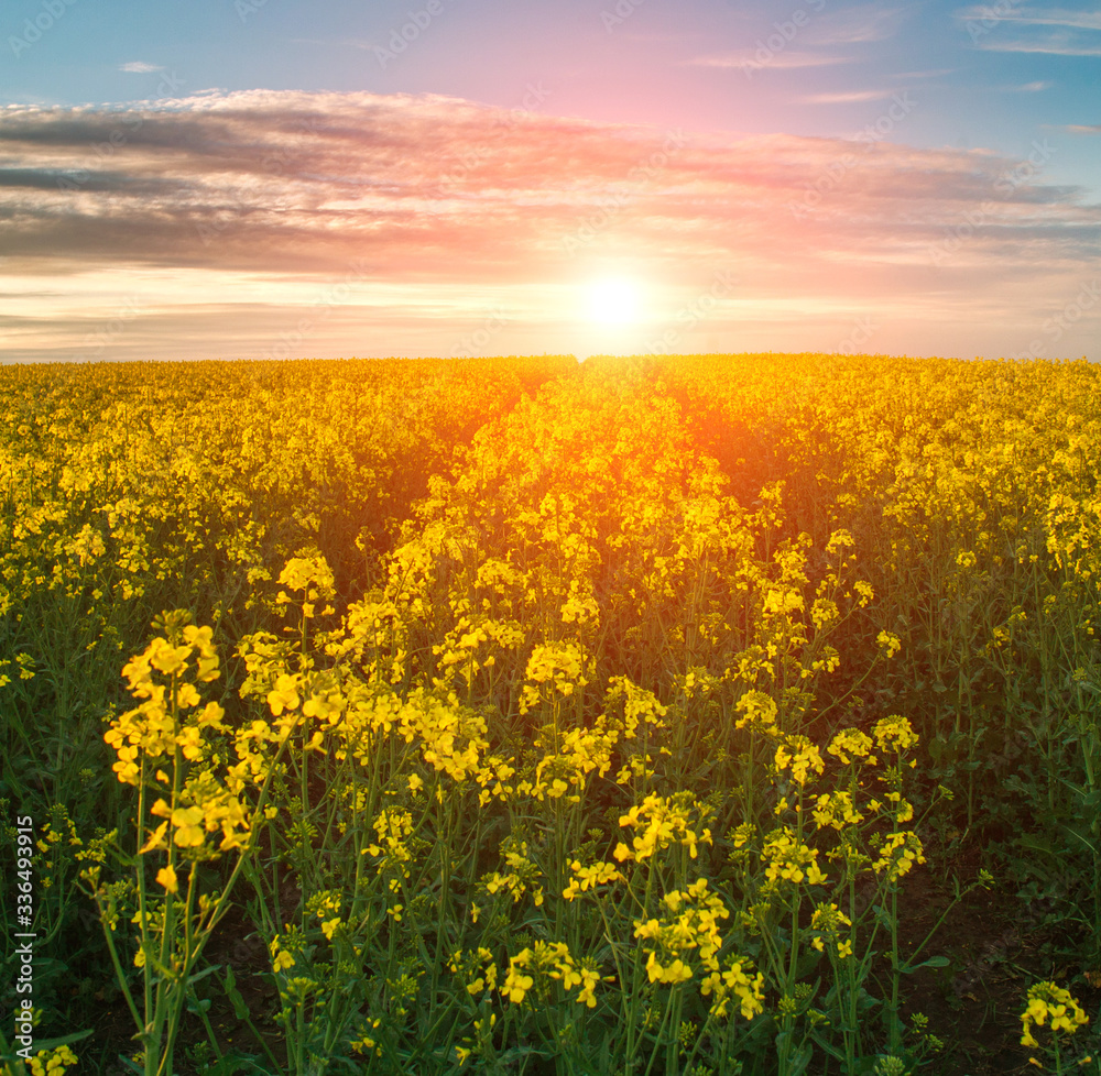 Blossoming yellow field of rapeseed flowers field at sunset light and  sky background