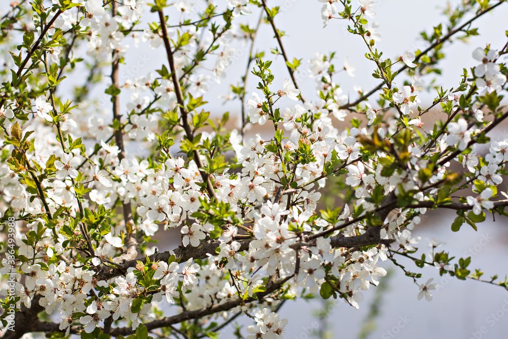 A blossoming tree is a peach. Flowering tree. Spring flowers