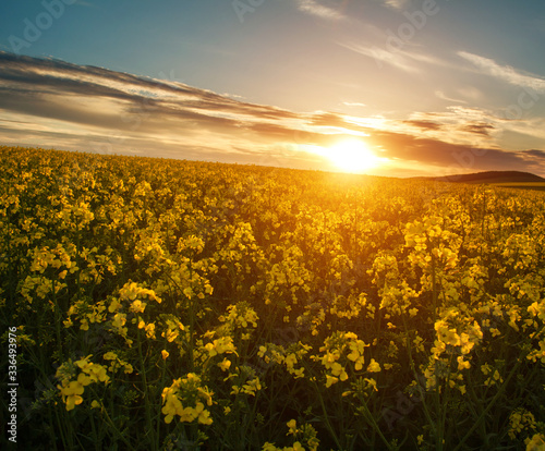 Blossoming yellow field of rapeseed flowers field at sunset light and sky background