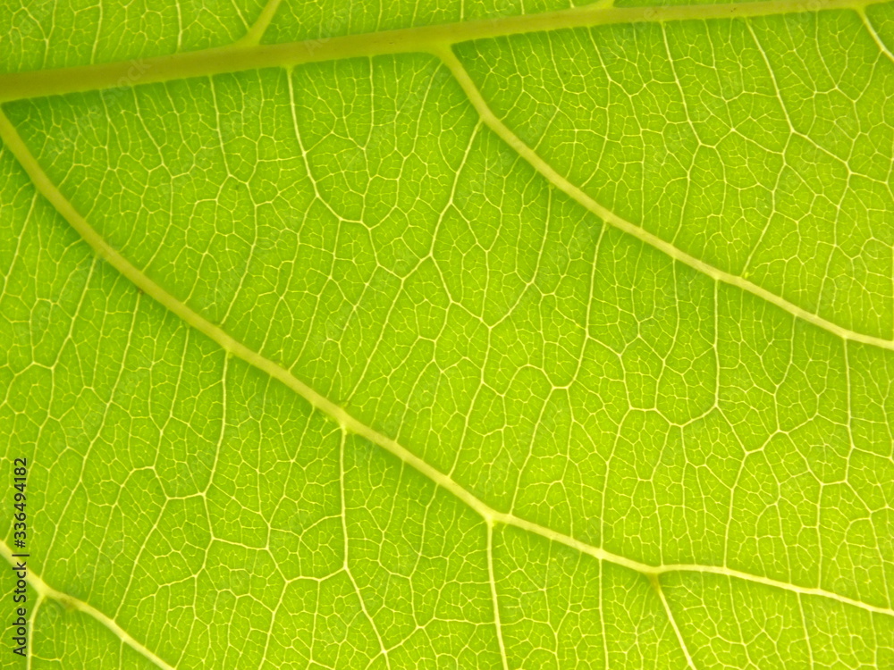 macro image of a bright green leaf through sunlight macro image of a bright green leaf through sunlight