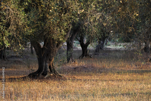 olive tree at golden hour in Salento photo