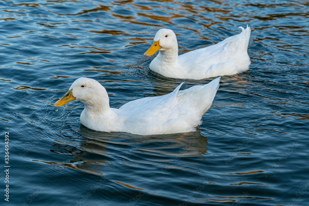 Close up water level view of large white heavy american aylesbury pekin peking donald duck showing white feathers and plumage and yellow beak