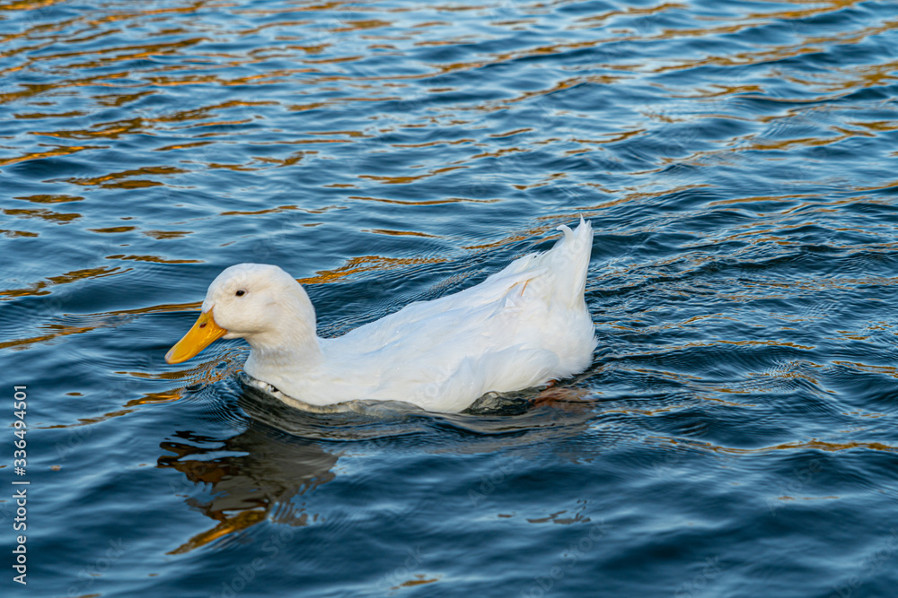 Fototapeta premium Close up water level view of large white heavy american aylesbury pekin peking donald duck showing white feathers and plumage and yellow beak