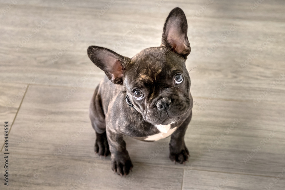 Small white and striped french bulldog puppy
