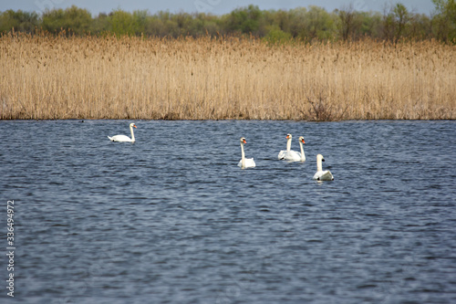 A flock of swans swims in the lake © julialototskaya