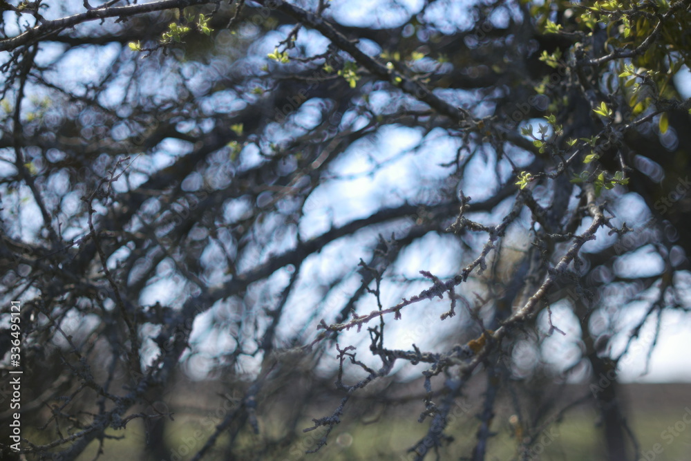 young leaves on an old apple tree young leaves on an old apple tree